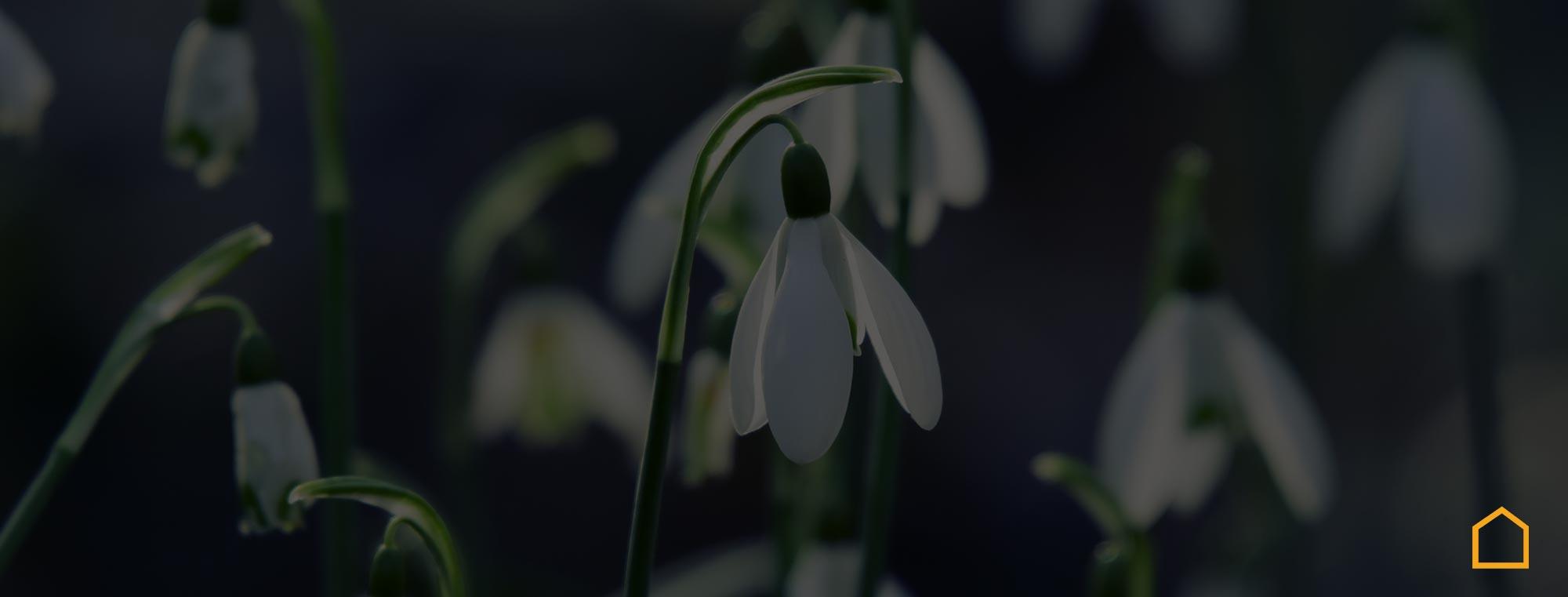 city immobilienmakler blog pflanzen die ihren garten gruener machen