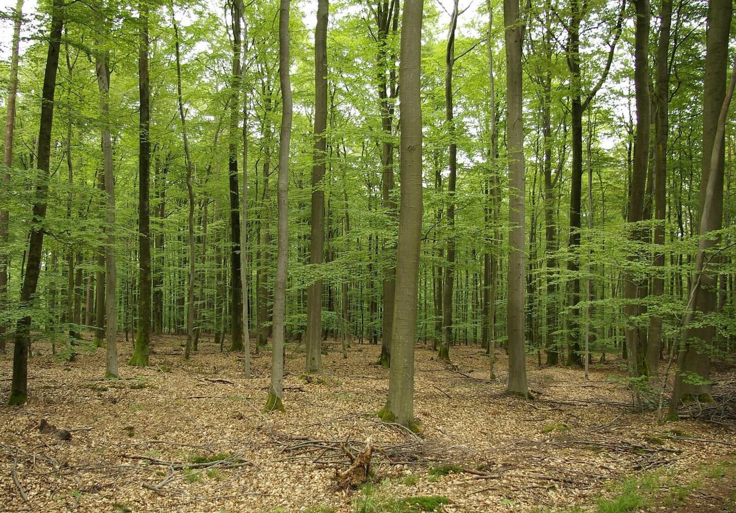 Panoramablick über Bürgerwald – Rathaus, Maschsee und Skyline