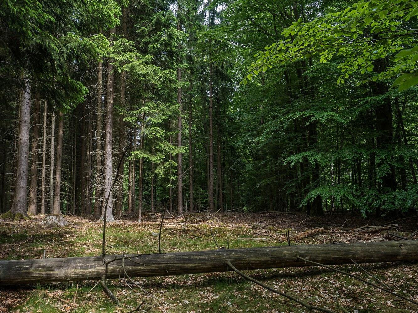 Panoramablick über Ebracher Forst – Rathaus, Maschsee und Skyline