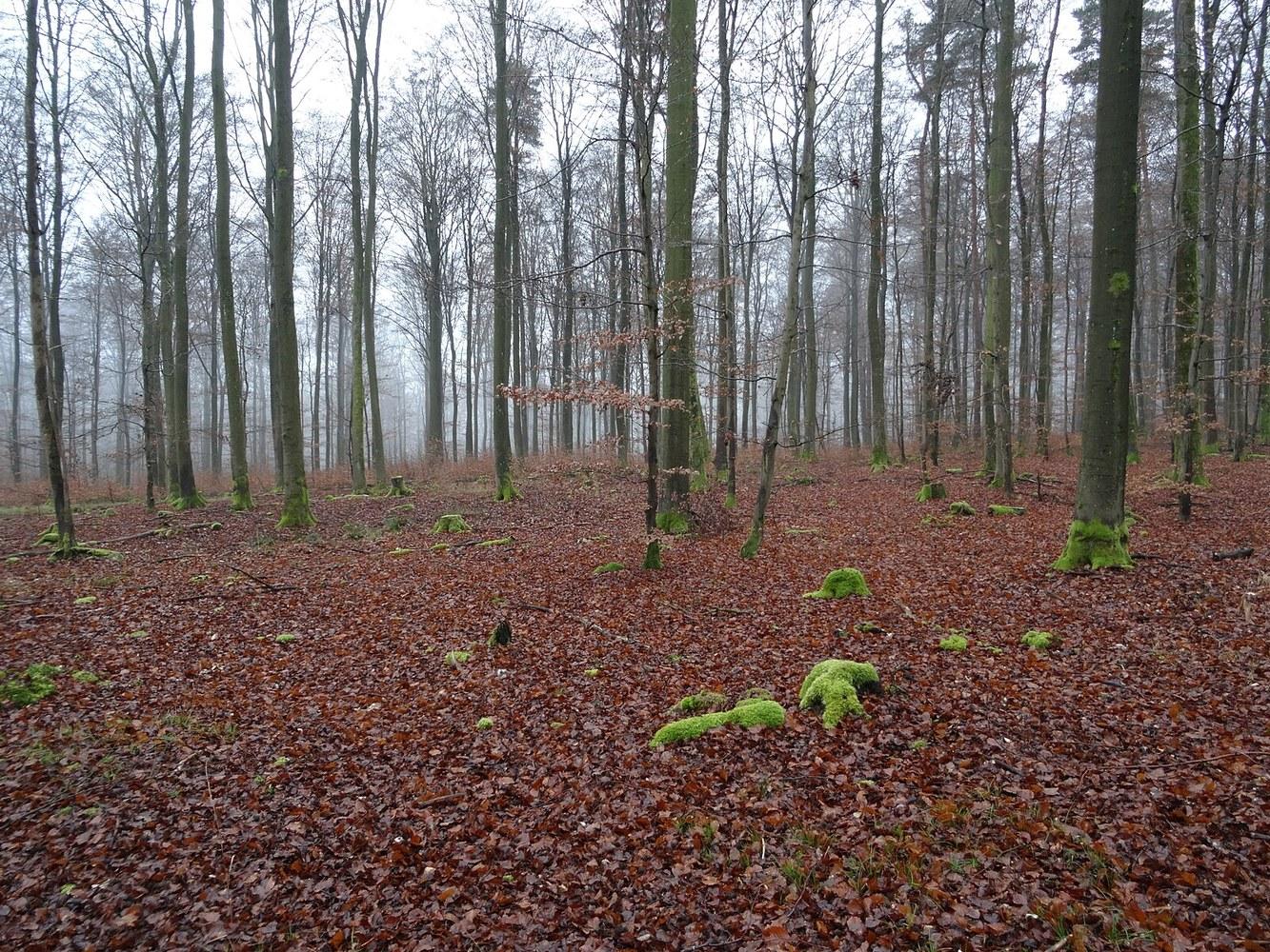 Panoramablick über Forst Aura – Rathaus, Maschsee und Skyline