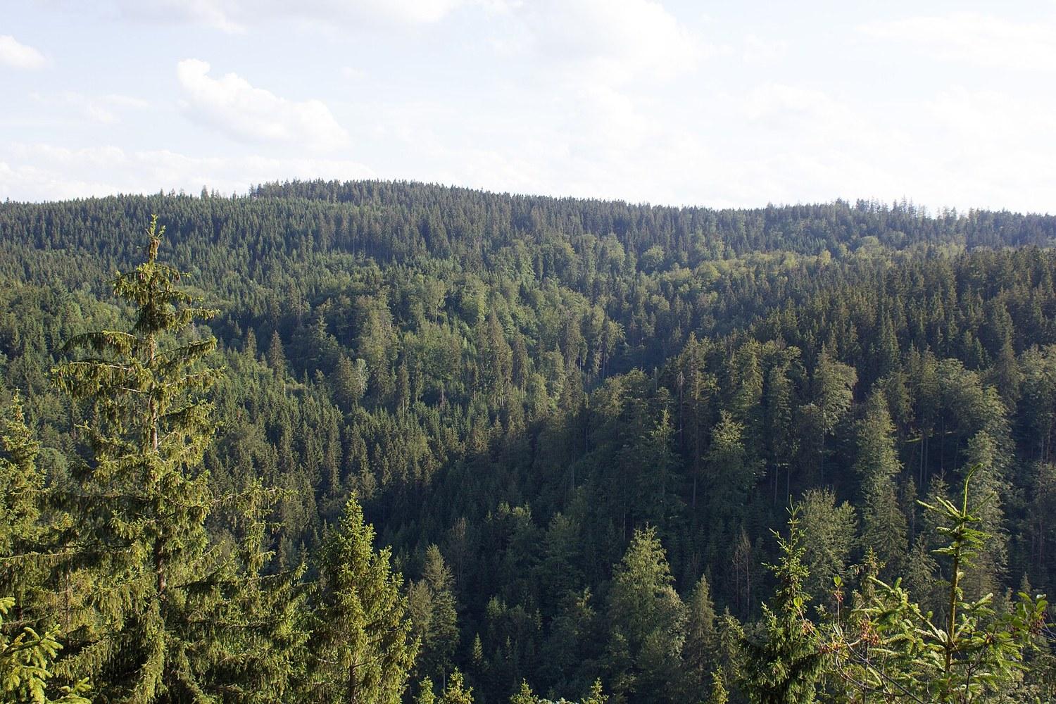 Panoramablick über Geroldsgrüner Forst – Rathaus, Maschsee und Skyline