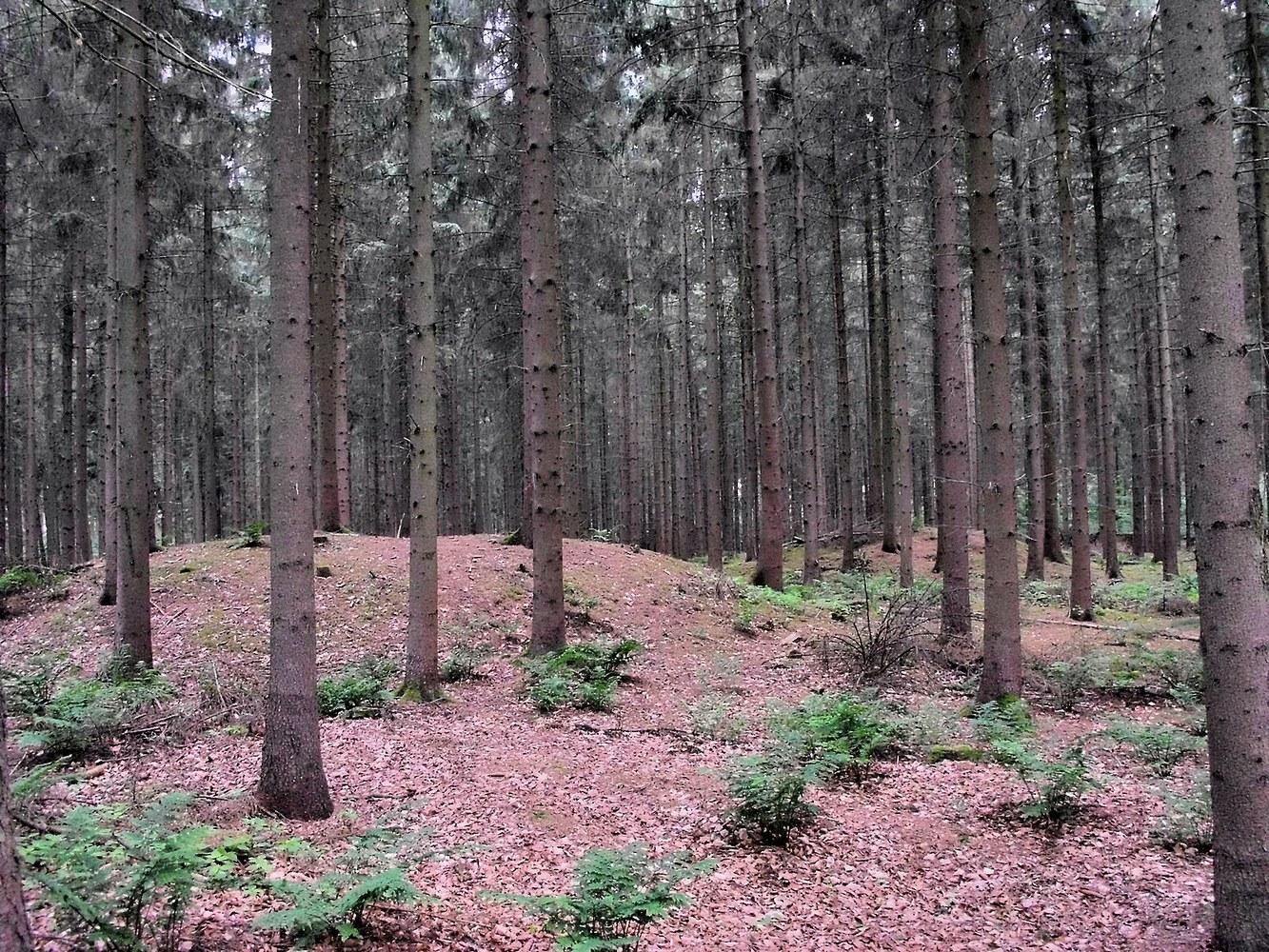 Panoramablick über Goldenstedt – Rathaus und Natur