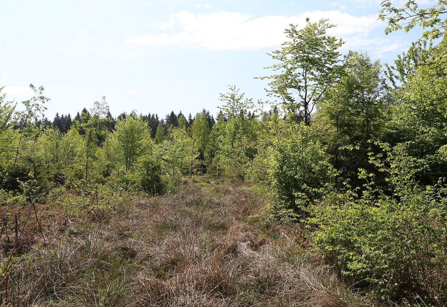 Panoramablick über Grünwalder Forst – Rathaus, Maschsee und Skyline