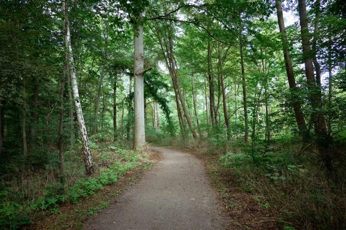 Die Eilenriede – der Stadtwald Hannovers | Entdecken Sie die Natur