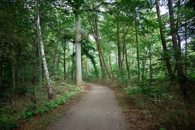 Luftaufnahme der Eilenriede