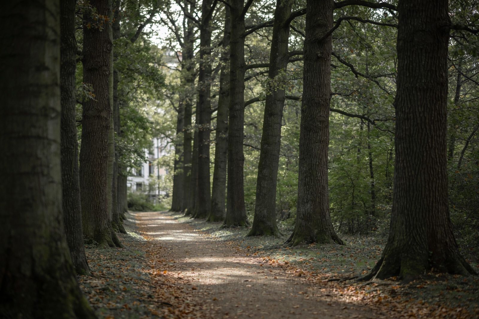 Weg durch den alten Stadtwald