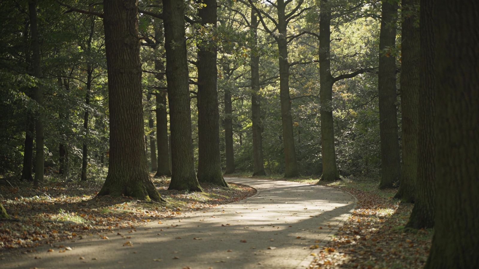 Weg durch den alten Stadtwald
