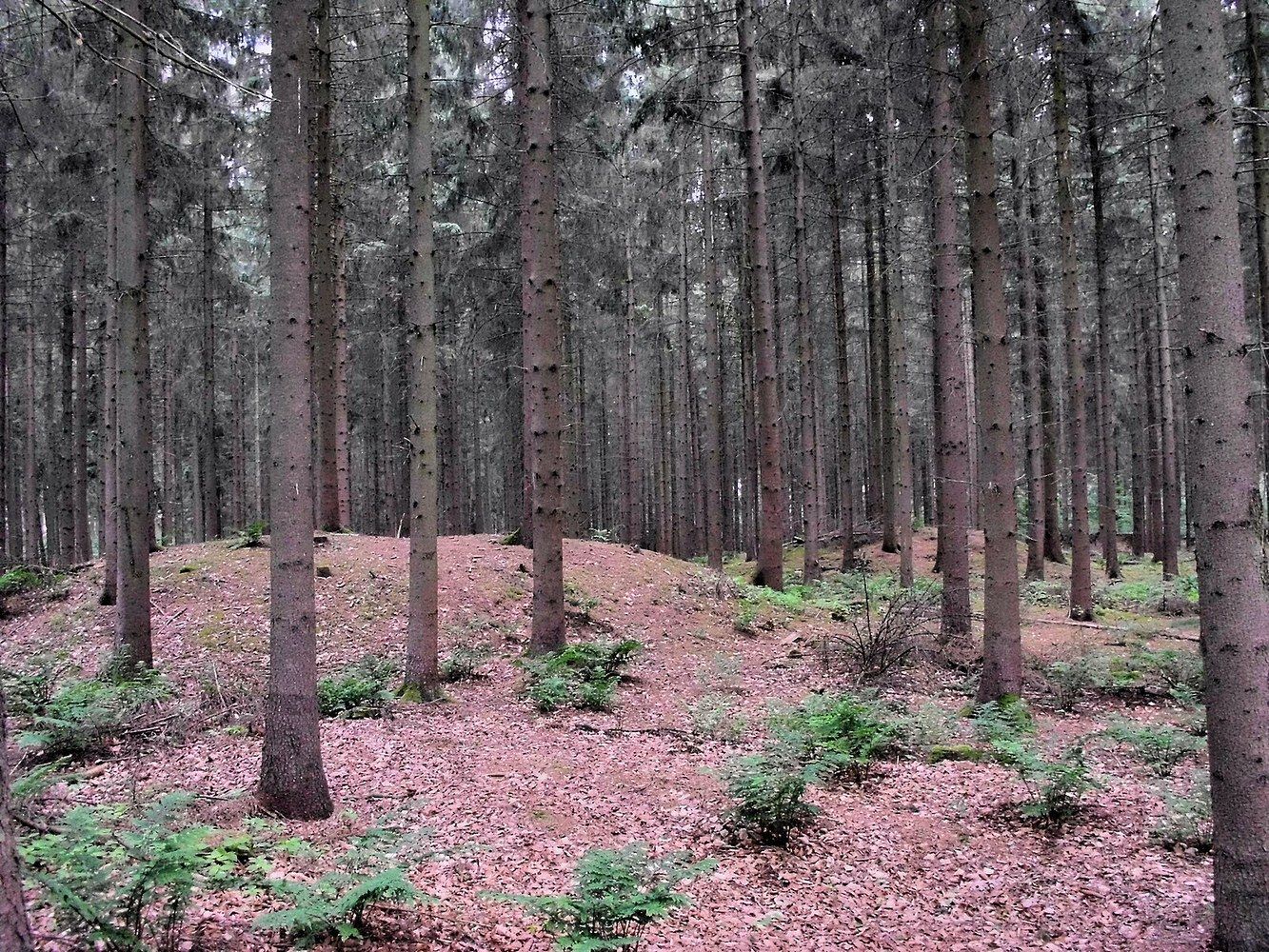 Panoramablick über Goldenstedt – Rathaus und Natur