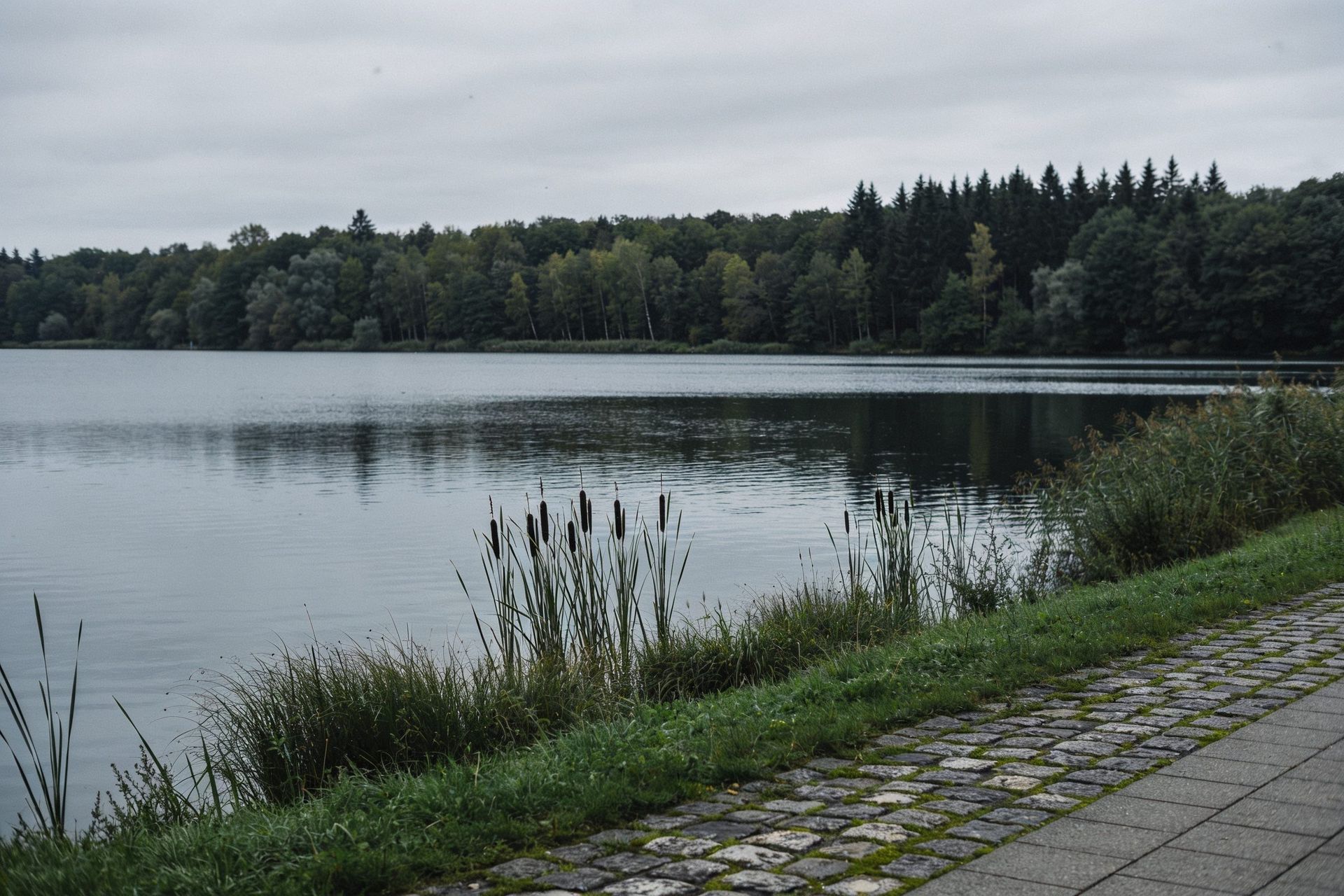 Uferkante am See mit Schilf und Uferweg