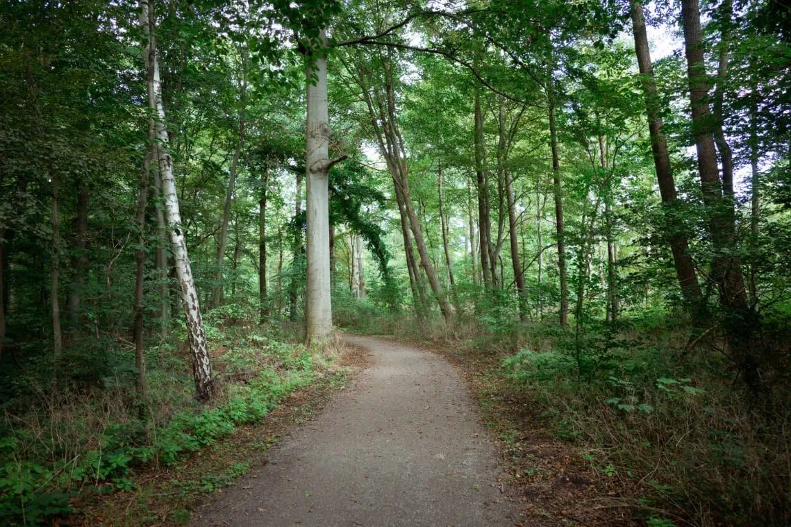 Panorama der Eilenriede in Hannover