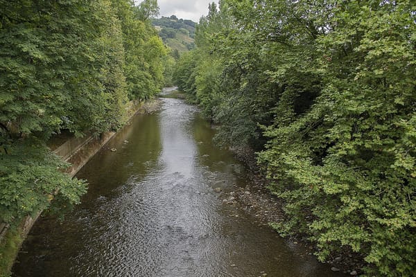 Auwald – Wikimedia Commons (Wikidata P18)