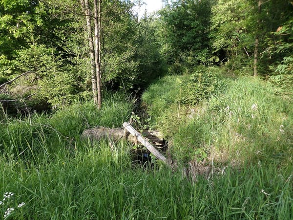 Behringersdorfer Forst – Wikimedia Commons (Wikidata P18)