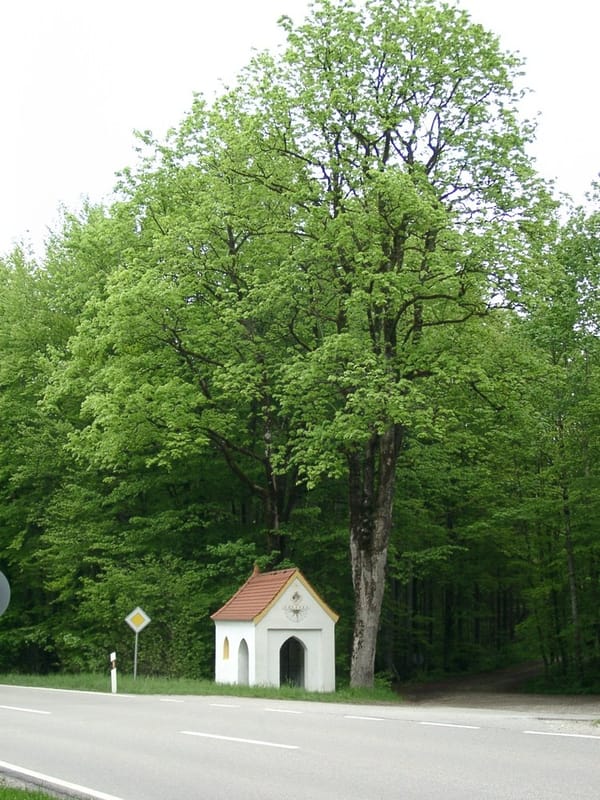 Ebersberger Forst – Wikimedia Commons (Wikidata P18)