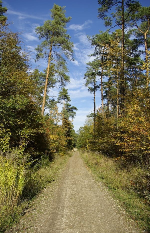 Forst Tennenlohe – Wikimedia Commons (Wikidata P18)
