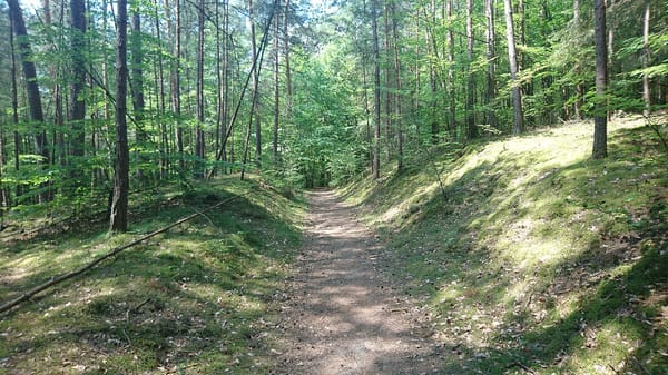 Forstwald – Wikimedia Commons (Wikidata P18)