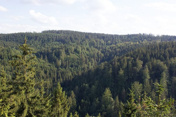 Geroldsgrüner Forst – Wikimedia Commons (Wikidata P18)