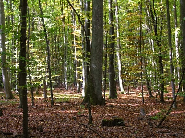 Gramschatzer Wald – Wikimedia Commons (Wikidata P18)