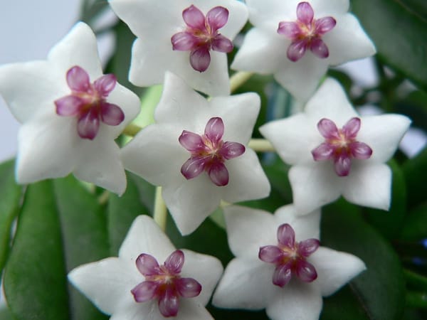 Hoya – Wikimedia Commons (Wikidata P18)