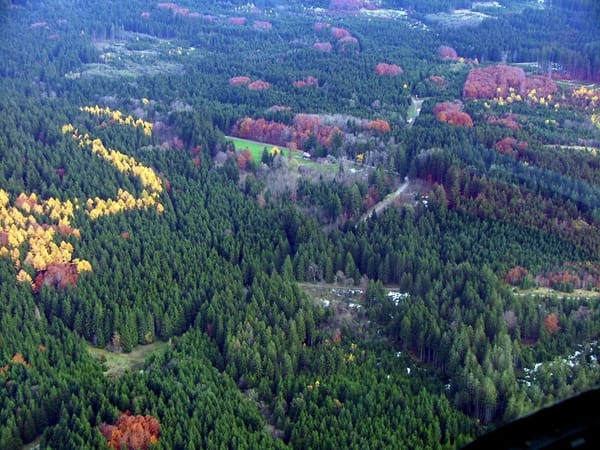 Kempter Wald – Wikimedia Commons (Wikidata P18)