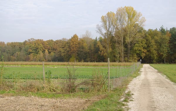 Kraftshofer Forst – Wikimedia Commons (Wikidata P18)