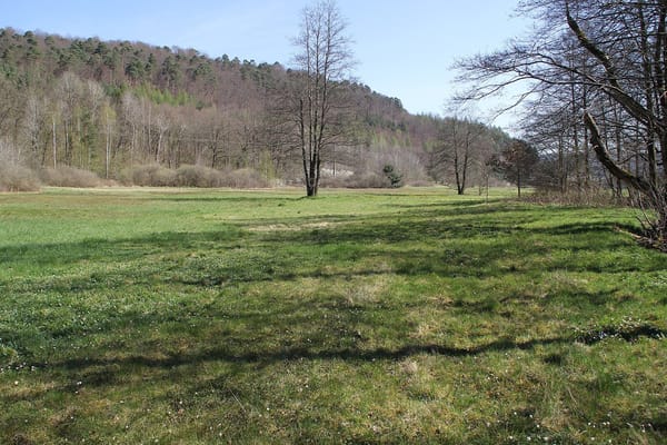 Partensteiner Forst – Wikimedia Commons (Wikidata P18)