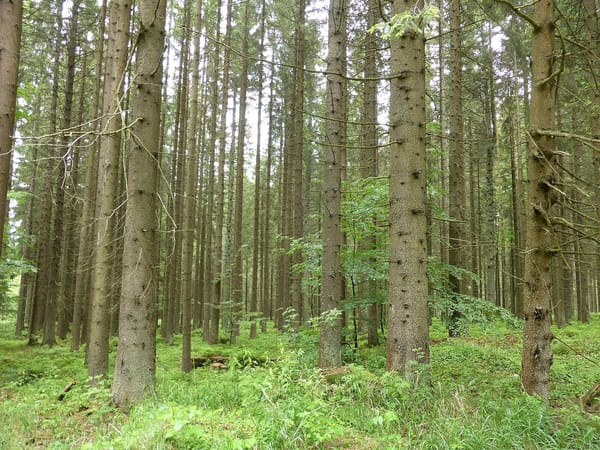 Philippsreuter Wald – Wikimedia Commons (Wikidata P18)