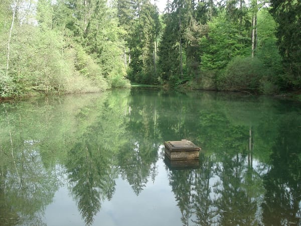 Rothenbucher Forst – Wikimedia Commons (Wikidata P18)