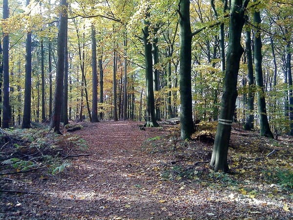 Schöllkrippener Forst – Wikimedia Commons (Wikidata P18)