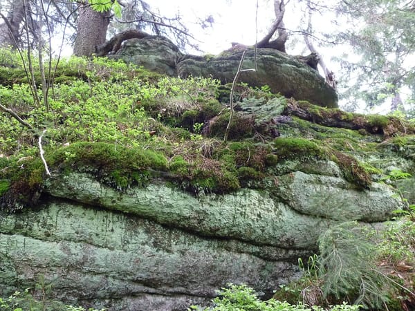Schönbrunner Wald – Wikimedia Commons (Wikidata P18)