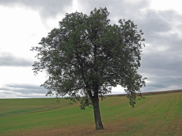 Urspringen – Wikimedia Commons (Wikidata P18)