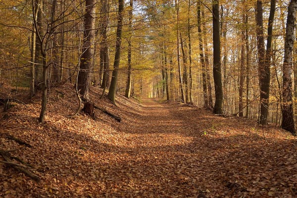 Waldaschaffer Forst – Wikimedia Commons (Wikidata P18)