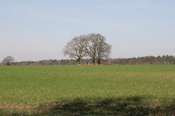 Wrestedt – Wikimedia Commons (Wikidata P18)