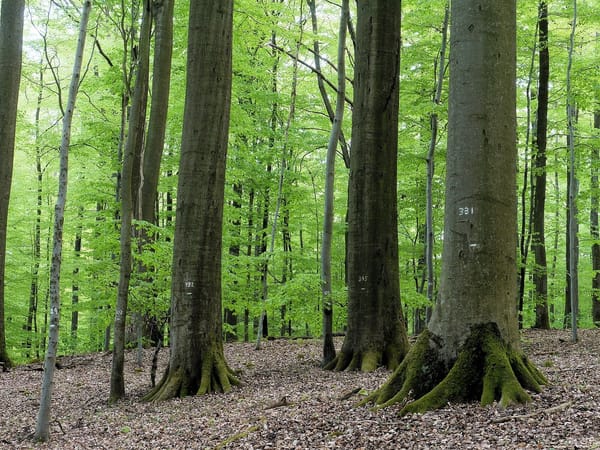 Wustvieler Forst – Wikimedia Commons (Wikidata P18)