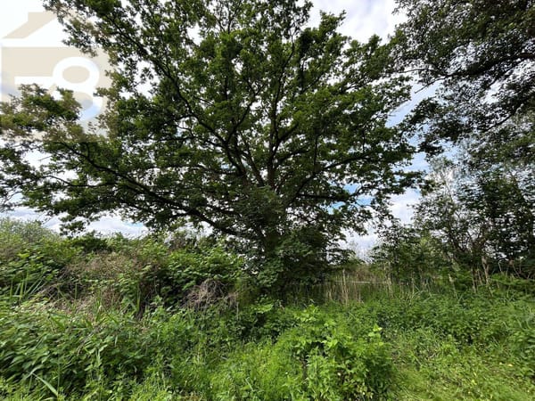 Mischwald