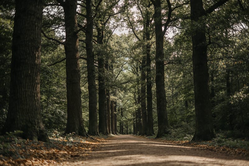 Weg durch den alten Stadtwald in Hannover