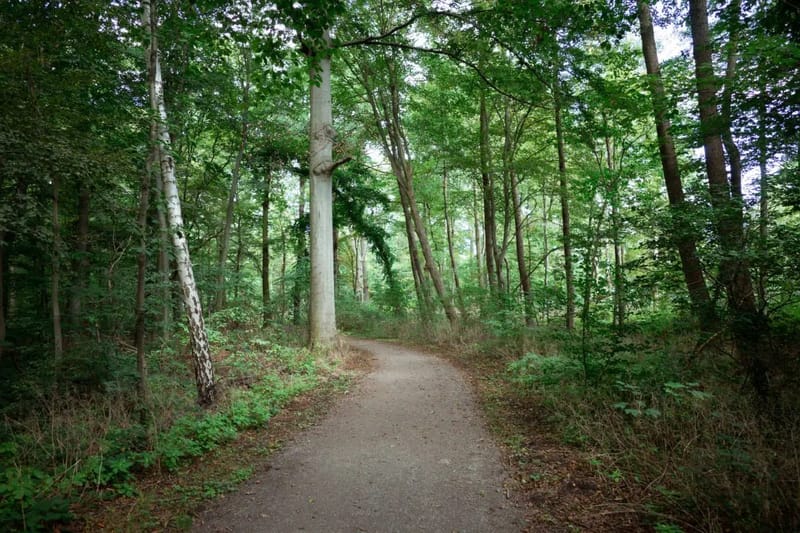 Luftaufnahme der Eilenriede